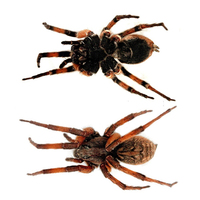 کشف و توصیف شش گونه عنکبوت توسط محققین گروه زیست شناسی دانشگاه فردوسی مشهد
